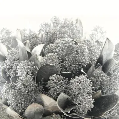 скиммия крашенная Сильвер фото в интернет-магазине Флоранж