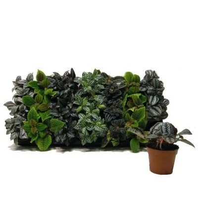 Пилея Микс 08/10 фото в интернет-магазине Флоранж