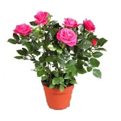 Роза Бью Монде Пурпл 10/30 фото в интернет-магазине Флоранж