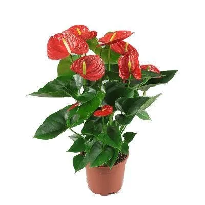 Антуриум андр. Мауи Ред 17/60 фото в интернет-магазине Флоранж