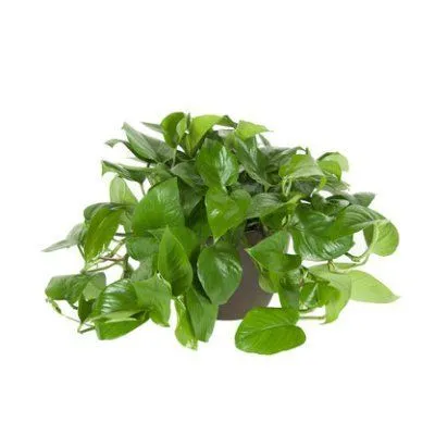 Филодендрон Сканденс 12/20 фото в интернет-магазине Флоранж