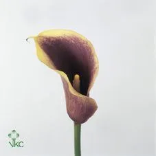 калла Айвори Арт; Голландия фото в интернет-магазине Флоранж