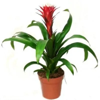 Гузмания Хоуп 12/30 фото в интернет-магазине Флоранж Гузмания Хоуп 12/30 фото в интернет-магазине Флоранж