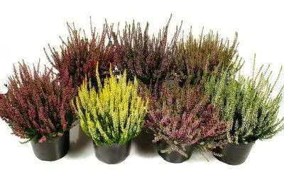 Каллуна Микс 09/10 фото в интернет-магазине Флоранж