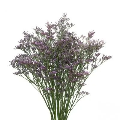 лимониум Белтлард фото в интернет-магазине Флоранж