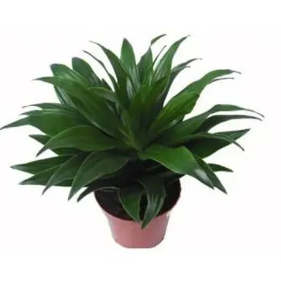 Драцена Компакта 08/20 фото в интернет-магазине Флоранж