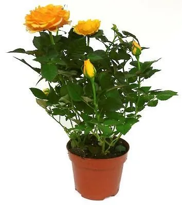 Роза Патио Оранж 13/30 фото в интернет-магазине Флоранж