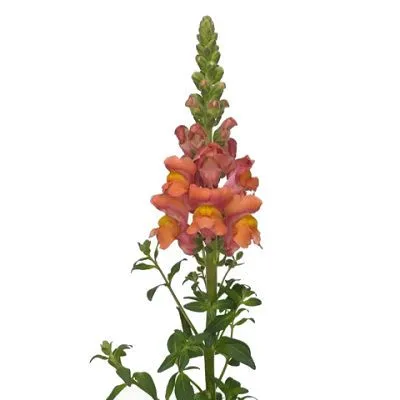 лювенбекия Потомак Оранж фото в интернет-магазине Флоранж