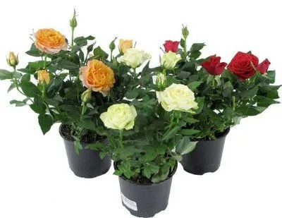 Роза Виктори Микс 10/30 фото в интернет-магазине Флоранж