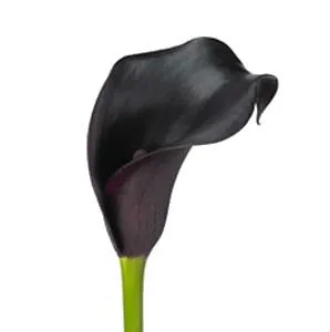 калла  Кантор; Голландия фото в интернет-магазине Флоранж