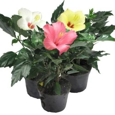 Гибискус Биколор 13/35 фото в интернет-магазине Флоранж