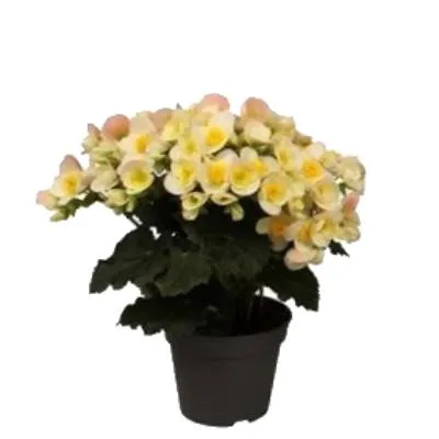 Бегония Валентино Вайт 14/35 фото в интернет-магазине Флоранж