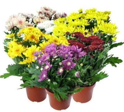 Хризантема Микс 14/35 фото в интернет-магазине Флоранж