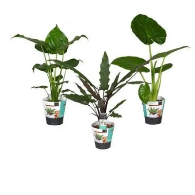 Алоказия Микс 14/60 фото в интернет-магазине Флоранж