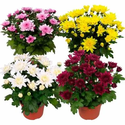Хризантема Микс 13/40 махровая РОС фото в интернет-магазине Флоранж