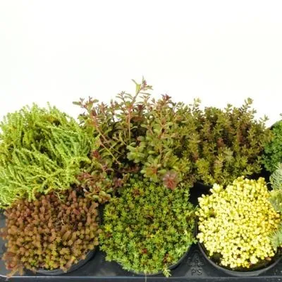 Седум микс 09/15 фото в интернет-магазине Флоранж