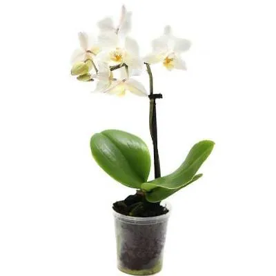 Фаленопсис Мини Вайт 06/15 фото в интернет-магазине Флоранж