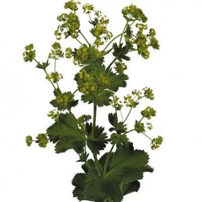 алхемилла Робуста фото в интернет-магазине Флоранж