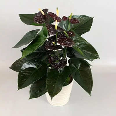 Антуриум Блэк Лав 12/40 фото в интернет-магазине Флоранж