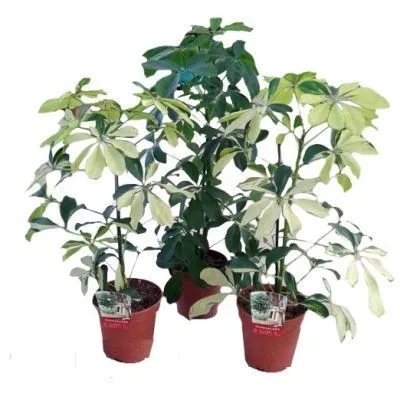 Шефлера Микс 08/20 фото в интернет-магазине Флоранж