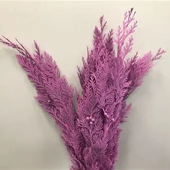 кониферен крашеный Лила фото в интернет-магазине Флоранж