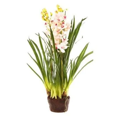 Цимбидиум Пинк 12/50