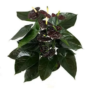 Антуриум Блэк Лав 12/40