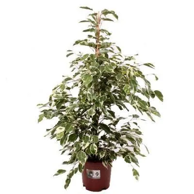 Фикус Твилайт 21/105