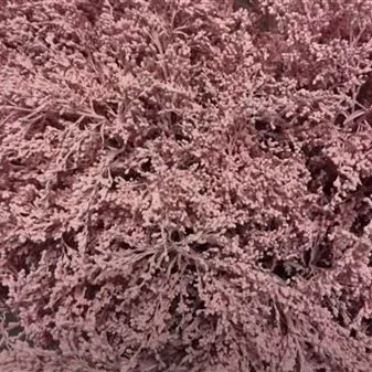 солидаго крашенный Лайт Пинк фото в интернет-магазине Флоранж