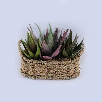 Суккуленты в корзине, 21х16х18 см, зеленый фото в интернет-магазине Флоранж