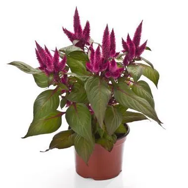 Целозия Дип Пурпл 12/40 фото в интернет-магазине Флоранж