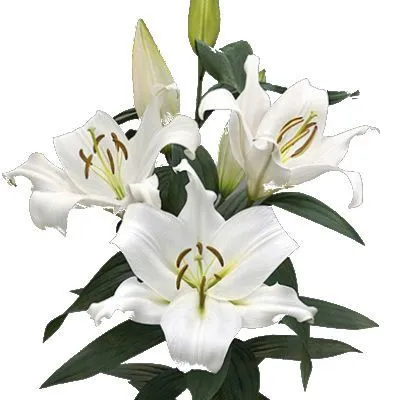 лилия ориент Замбези фото в интернет-магазине Флоранж