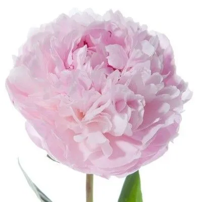 _пион сара бернард изр.