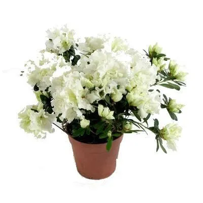 Азалия Вайт 12/30 фото в интернет-магазине Флоранж