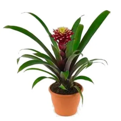 Гузмания Франческа 13/50 фото в интернет-магазине Флоранж