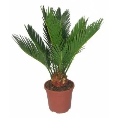 Цикас Революта 15/60 фото в интернет-магазине Флоранж