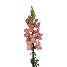 лювенбекия Биколор Россия фото в интернет-магазине Флоранж