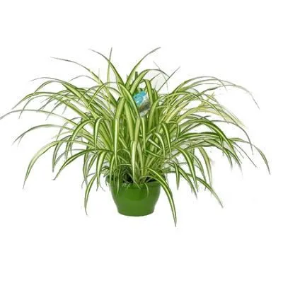 Хлорофитум Комосум Виттатум 14/40