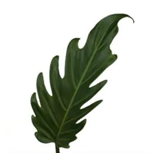 филодендрон Ксантал  фото в интернет-магазине Флоранж