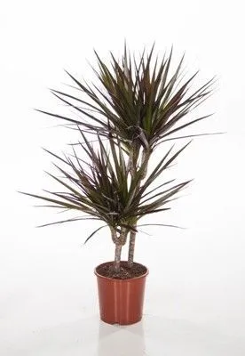 Драцена марджината Магента 17/70 2ств. (30/10) фото в интернет-магазине Флоранж