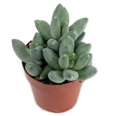 Пахифитум Овиферум 05/10