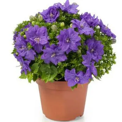 Кампанула Блю 11/20 фото в интернет-магазине Флоранж