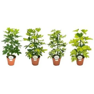 Шефлера Микс 13/45 фото в интернет-магазине Флоранж