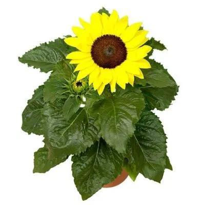 Гелиантус Микс 13/35 фото в интернет-магазине Флоранж