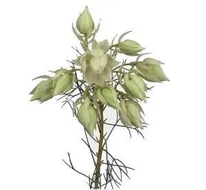 бруния Блашинг Брайд фото в интернет-магазине Флоранж