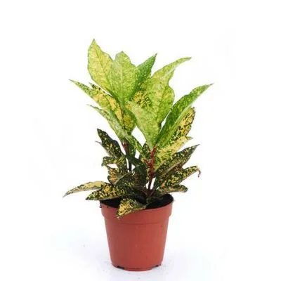 Кодиум Голд Стар 12/30 фото в интернет-магазине Флоранж