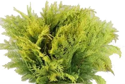 _кониферен краш куппер