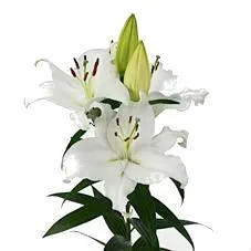 лилия ориентал Пасифик Океан фото в интернет-магазине Флоранж