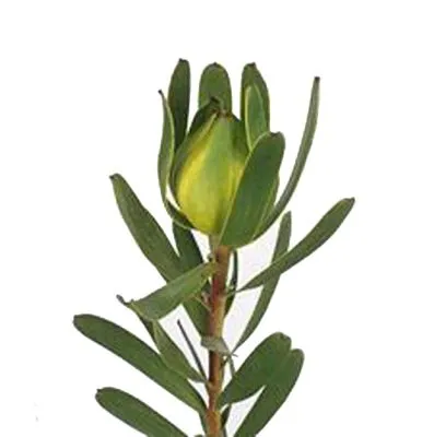 леукадендрон Лаурель Йеллоу фото в интернет-магазине Флоранж