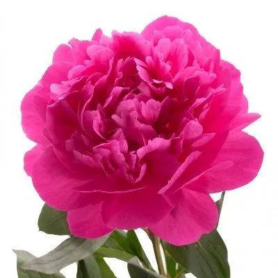 пион Канзас фото в интернет-магазине Флоранж